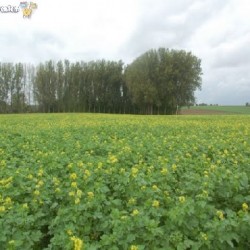 dsc 0528 - Sportraad Zaventem 